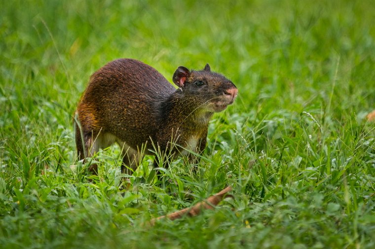 020 Frans Guyana, Duivelseiland, agouti.jpg